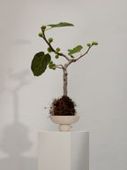 Baburu Bowl, Mini - Birch