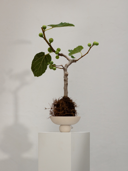 Baburu Bowl, Mini - Birch