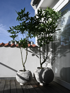 Urchin Plant Pot, Medio - Beehive