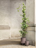 Bau Pot - Small - Dusty Rose