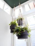 Plant Hanger - Medium