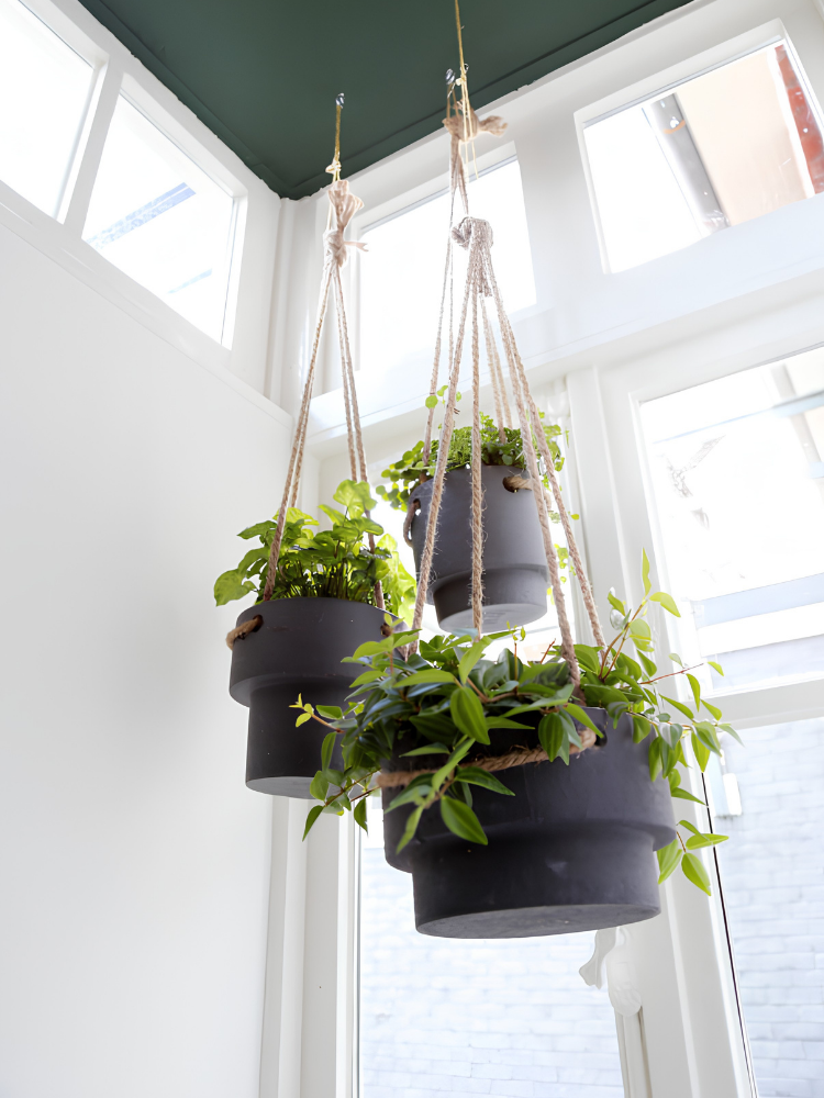 Plant Hanger - Medium